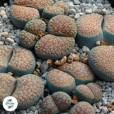 Lithops verruculosa (Inae) C157 / 40 seeds (living stones)